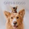The Gifted Stationary 2025 Square Wall Calendar, Cats & Dogs, 16-Month Animals Theme Hanging Calendar with 180 Reminder Stickers, Month Planner for Home, or Creative Spaces, 12x12 In